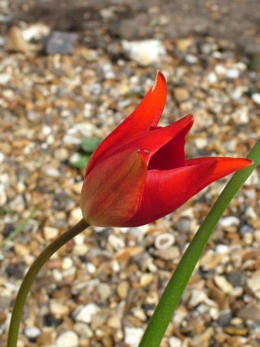 Sprenger tulip