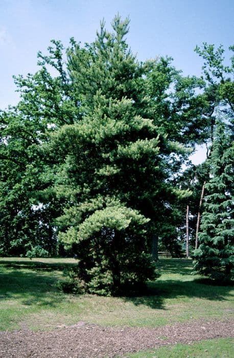 Golden Scots pine 'Aurea'