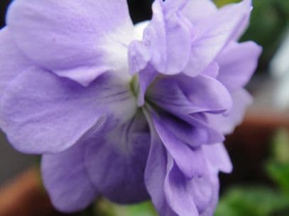 Parma violet 'Parme de Toulouse'