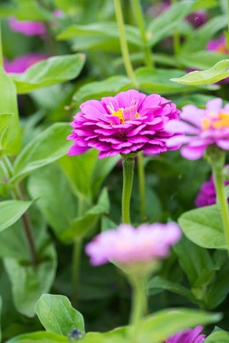 zinnia 'Purple Prince'