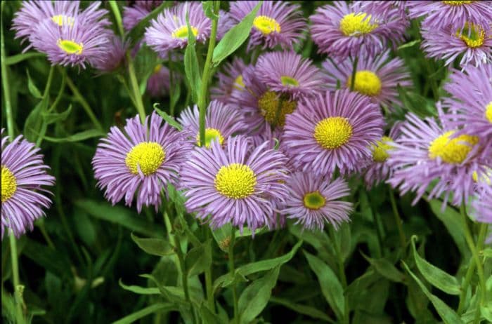 fleabane 'Dunkelste Aller'