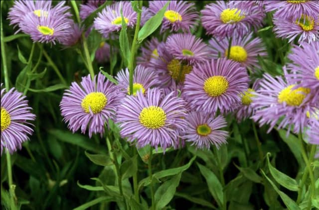 Fleabane 'Dunkelste Aller'