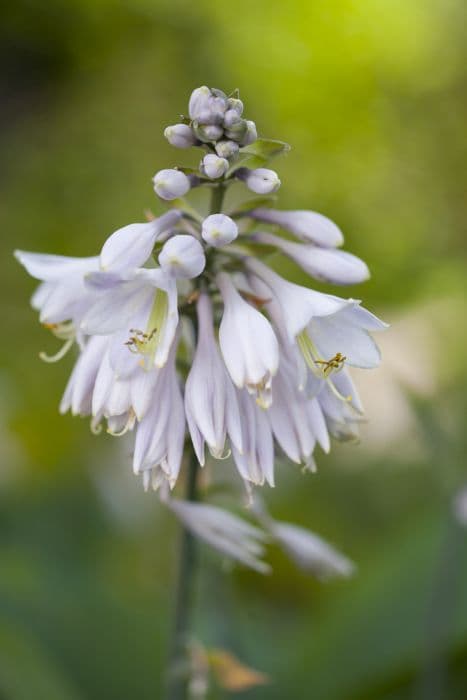 plantain lily 'Prince of Wales'