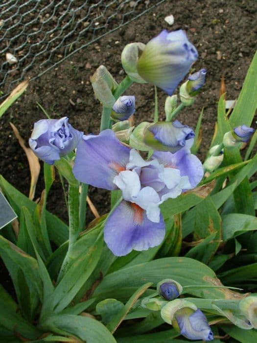 iris 'Cool Treat'