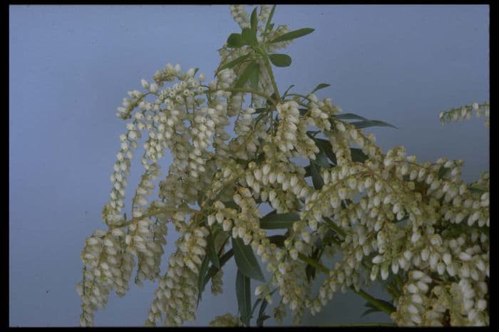 pieris 'Grayswood'