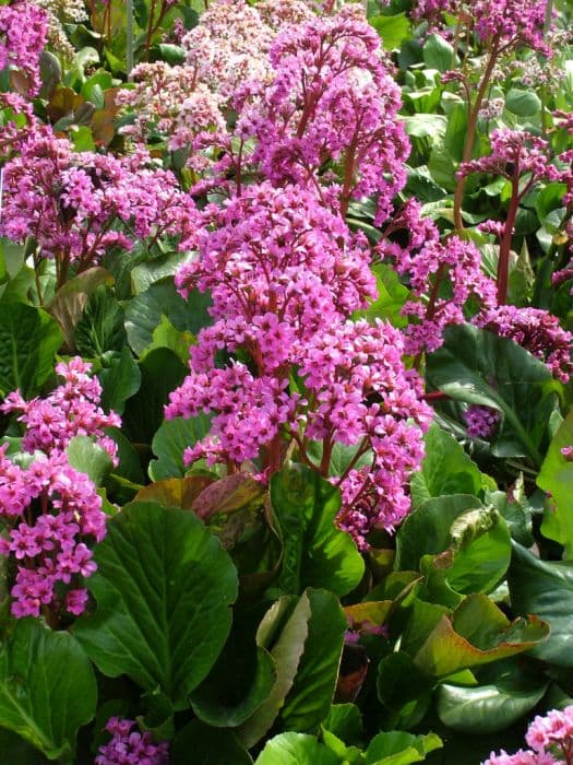 elephant's ears 'Pugsley's Pink'