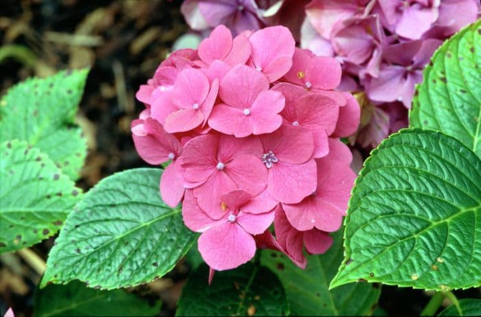 hydrangea 'Pia'