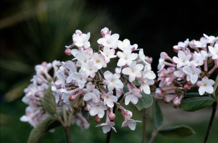 Judd viburnum