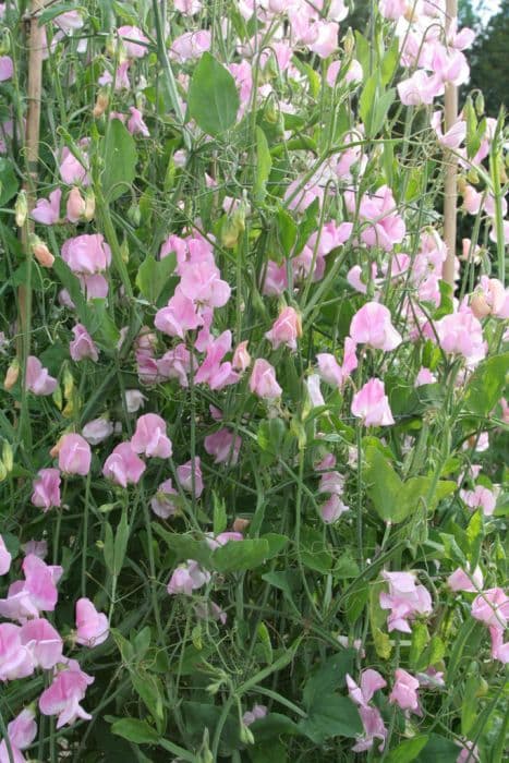 sweet pea 'Wretham Pink'