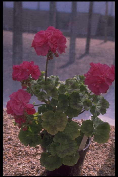 pelargonium 'Earl of Chester'
