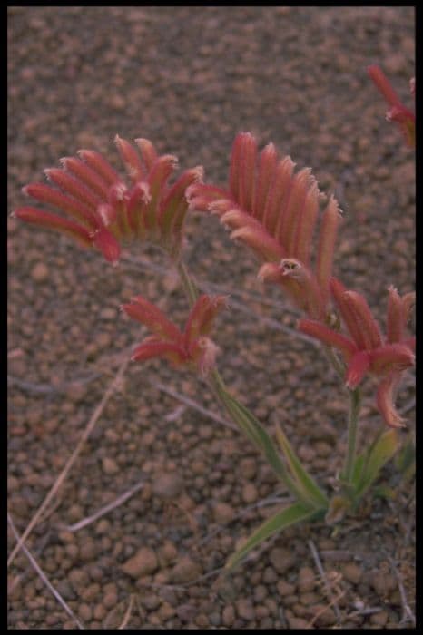 common cat's paw