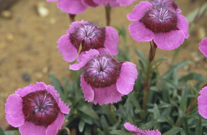 alpine pink 'Joan's Blood'