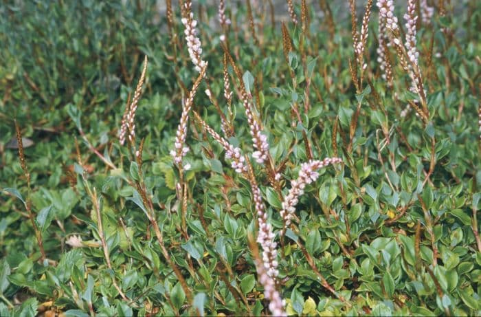 rock knotweed