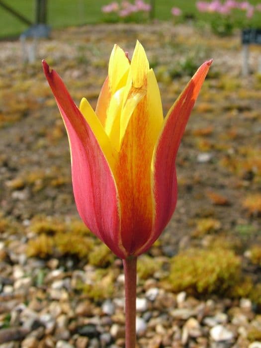 tulip 'Tubergen's Gem'