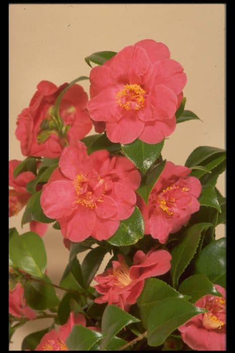 camellia 'Australis'