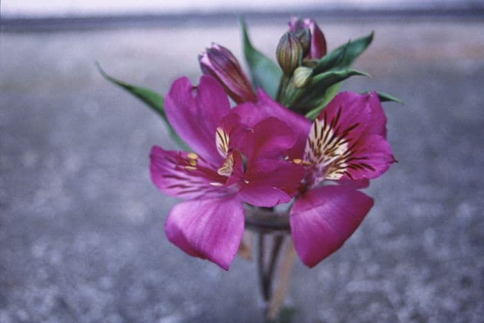 Peruvian lily 'Purple Rain'