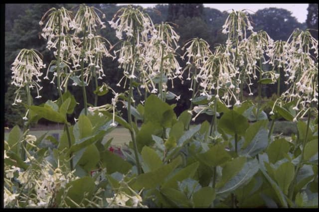 Woodland tobacco plant