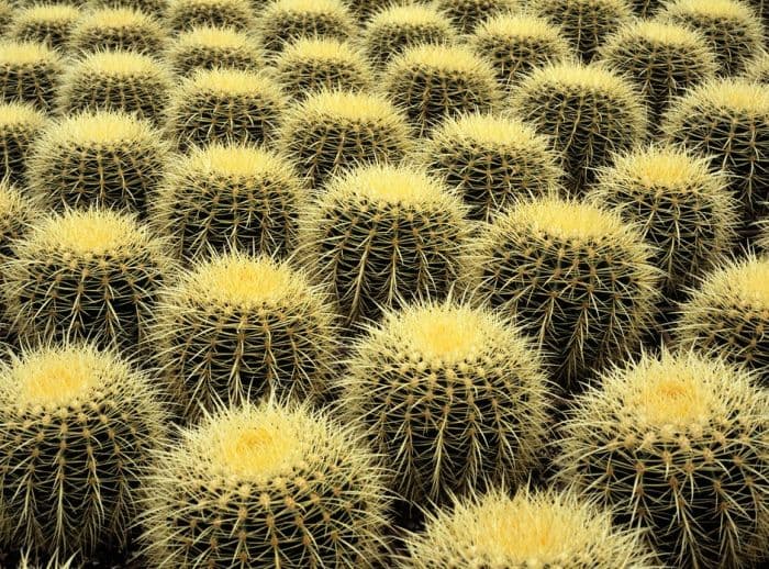 golden barrel cactus