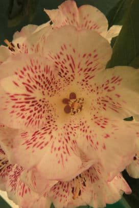 rhododendron 'Polka Dot'