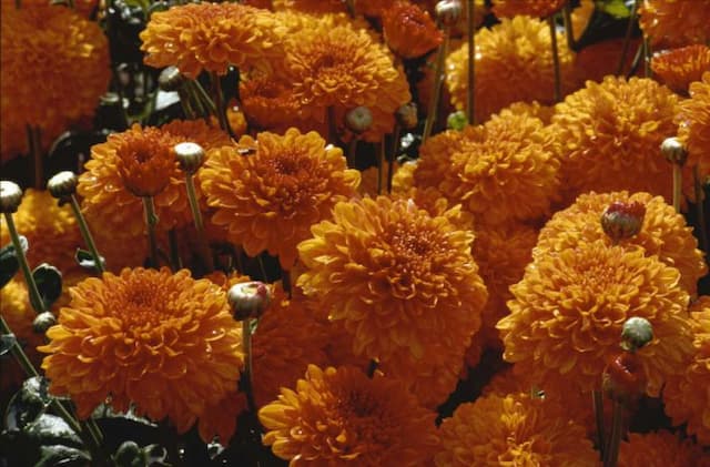 Chrysanthemum 'Wendy'