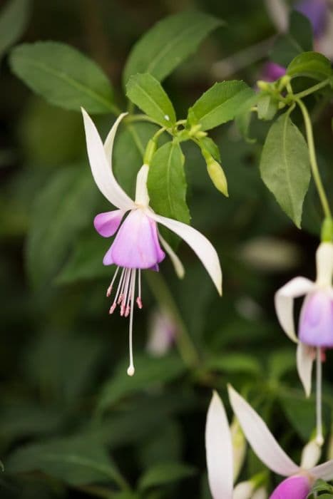 fuchsia 'Star Wars'