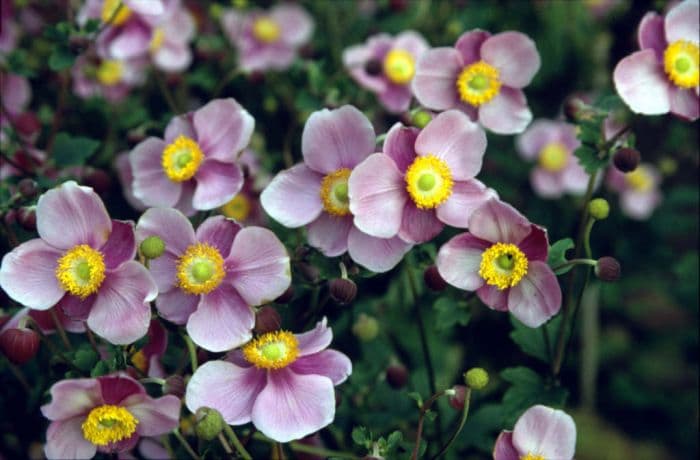 Japanese anemone 'Praecox'