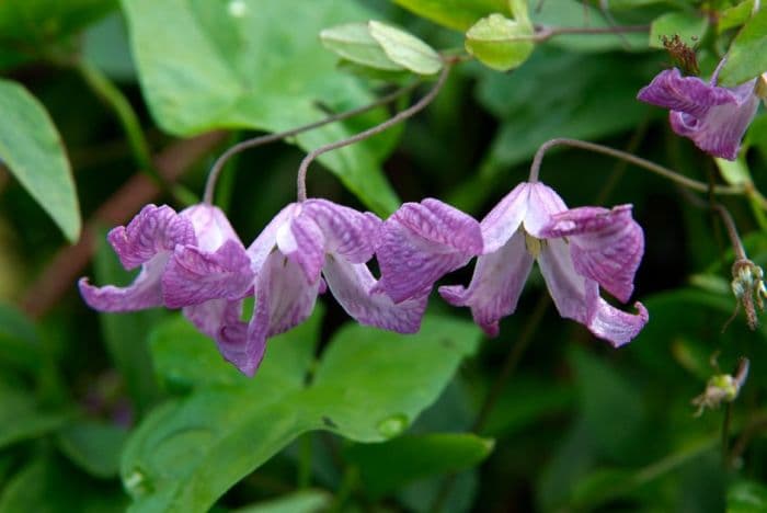 clematis 'Elvan'