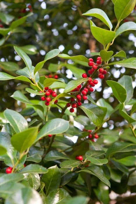 holly 'Wilsonii'