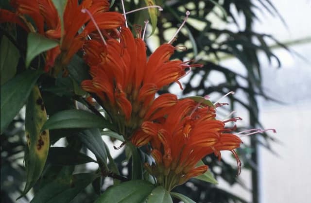 Red bugle vine