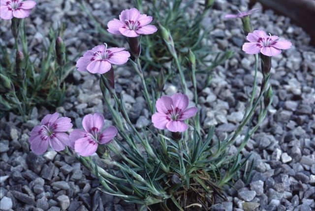 Pink 'Whitehill'