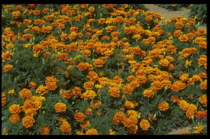 French marigold 'Queen Sophia'