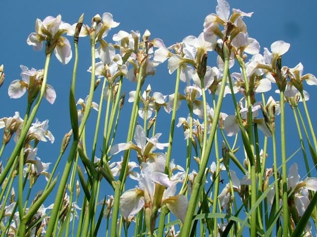 Siberian iris 'Hohe Warte'