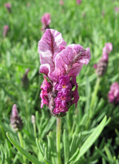 French lavender [Coco Deep Pink]
