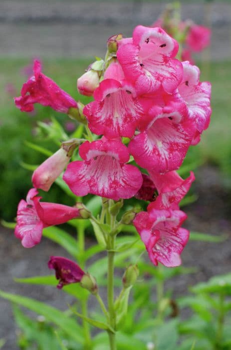 penstemon 'Flamingo'