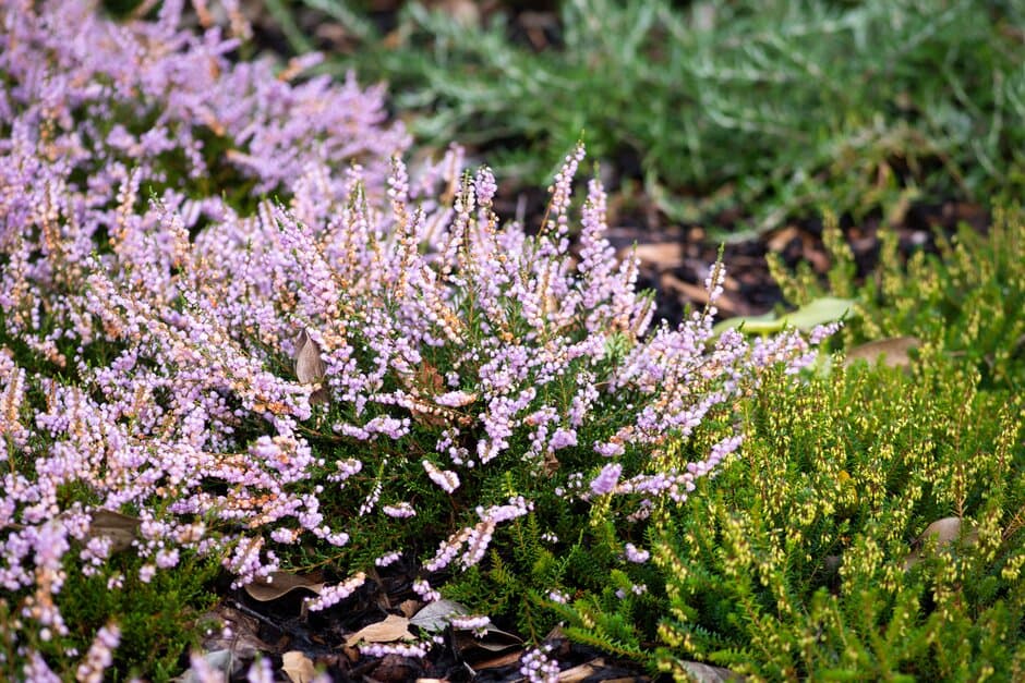 heather 'County Wicklow'