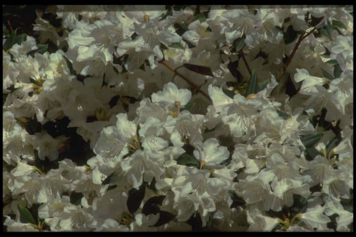 rhododendron 'Dora Amateis'