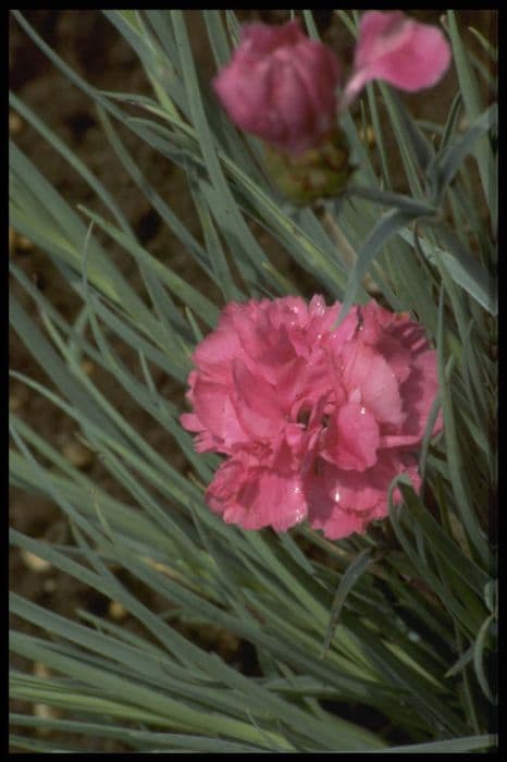 pink 'Devon Glow'