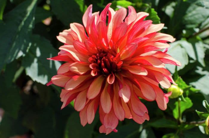 dahlia 'Gallery Art Deco'