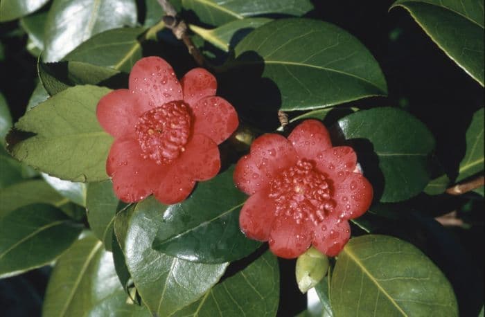 camellia 'Bob's Tinsie'