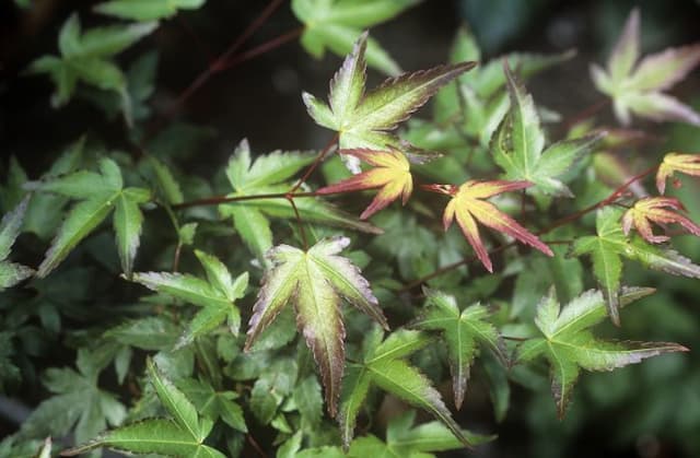 Japanese maple 'Murasaki-kiyohime'