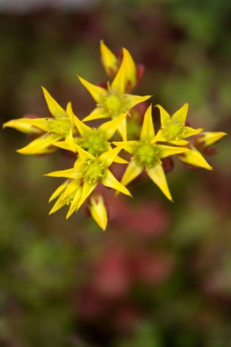 Oregon stonecrop