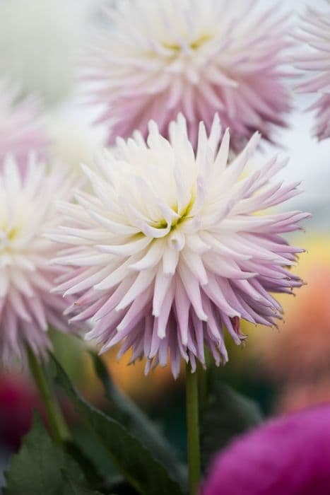 dahlia 'Trelyn Kiwi'