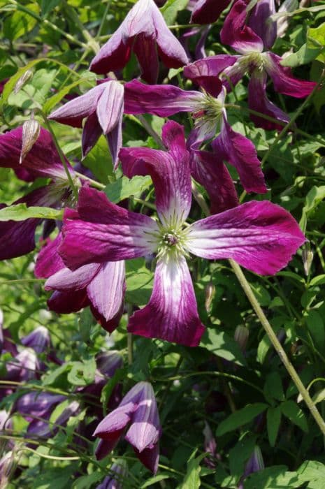 clematis 'Walenburg'