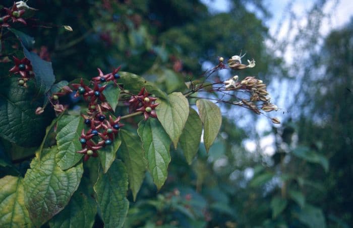 Farges harlequin glorybower