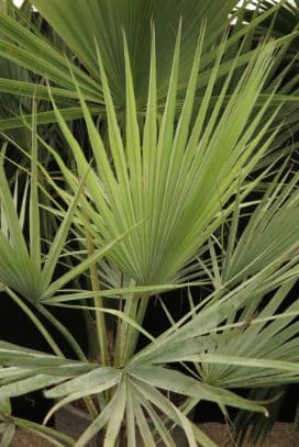 Big blue hesper palm