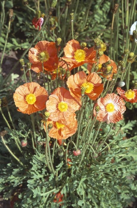 Icelandic poppy Gartenzwerg Group