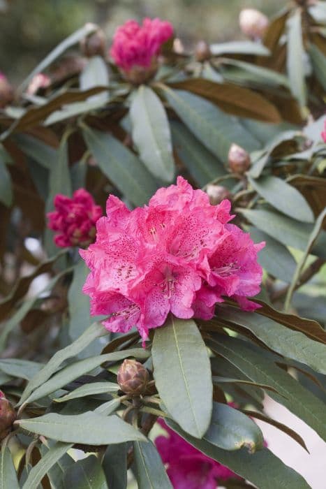 cinnamon-coloured tree-like rhododendron