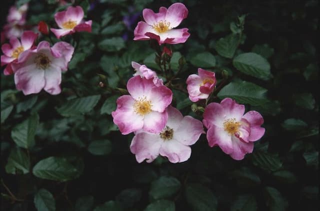 Rose [Rosy Cushion]