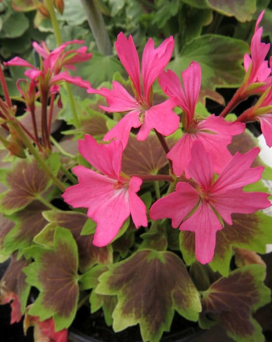 pelargonium 'Lotusland'