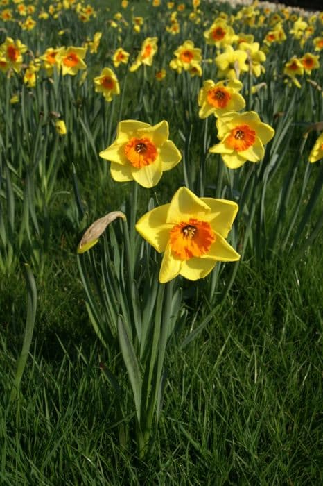 daffodil 'Border Beauty'